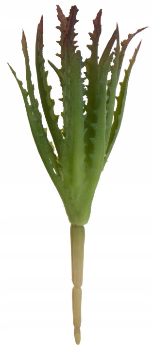 Sukulent Aloes Gumowy 19 Cm Terrarium