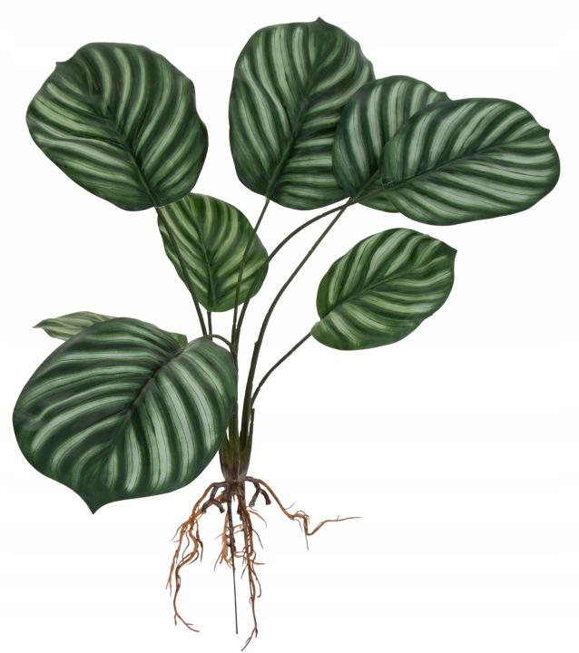 Calathea Z Korzeniami Kalatea Kwiaty Sztuczne 55 Cm