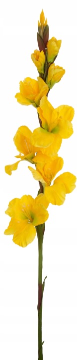 Mieczyk Gladiola Yellow Green 85 Cm Jak Żywy