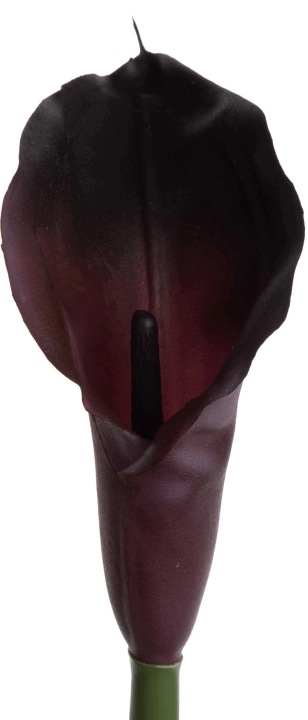 Kalia Gumowa Dr Cherry Ciemny Fiolet 71 Cm