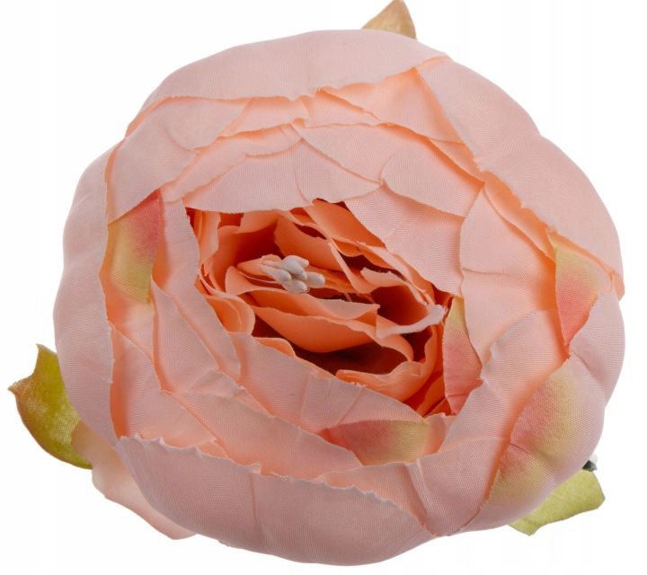 6X Peonia Piwonia Łososiowa Główka Wyrobowa