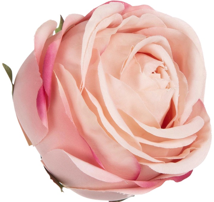 12 SZT. RÓŻA POWDER PINK EDGE BEAUTY RÓŻOWA GŁÓWKA KWIATOWA WYROBOWA