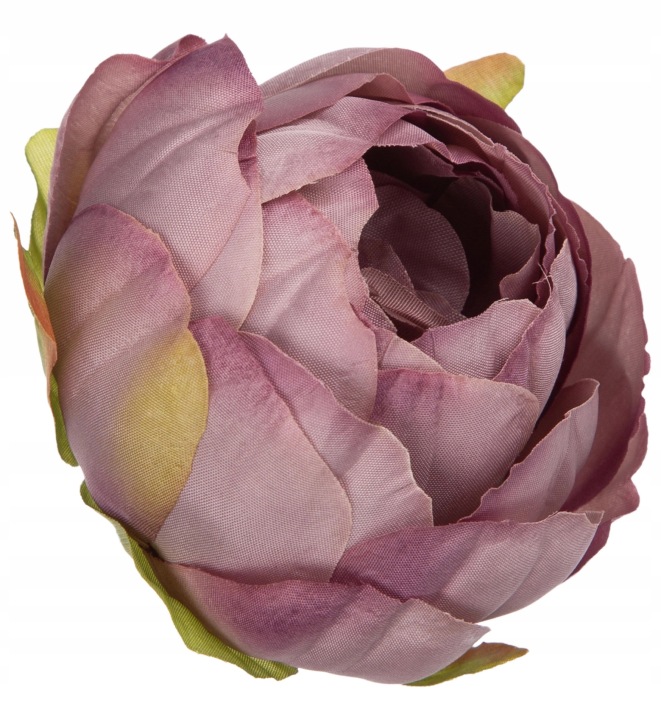 12X Peonia Piwonia Autum Lilak Jesienny Fioletowy Główka Wyrobowa