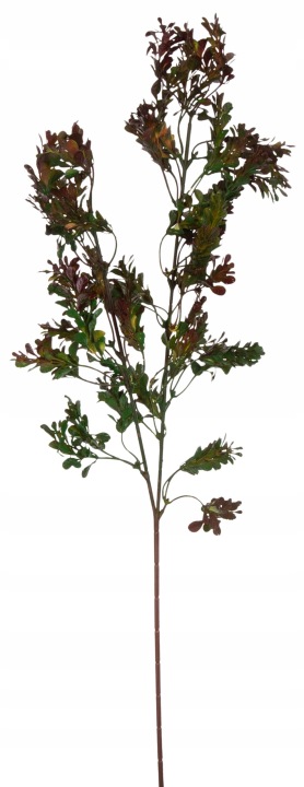 Bukszpan Zielony Bordowy Gałązka Gryczpan 66 Cm