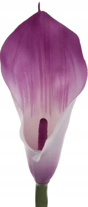 Kalia Gumowa Lavender Krem Fiolet 71 Cm