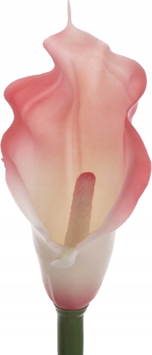 Kalia Gumowa Lt Pink Krem Różowa 71 Cm