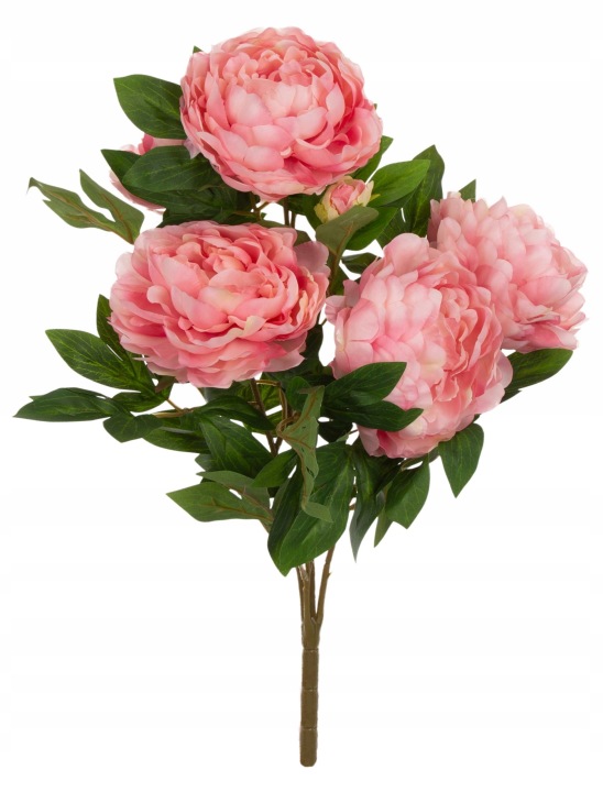 Piwonia Peonia Bukiet Premium Mauve Edge Pink