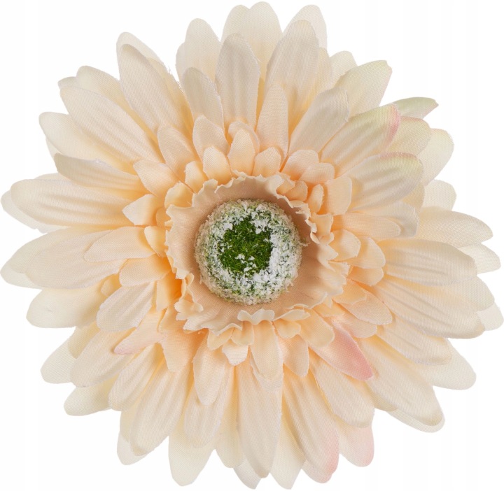 24 Szt. Gerbera Halvah Beżowa Główka Wyrobowa