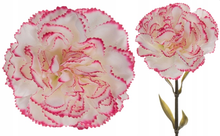 12X Goździk Gałązka Cream Edge Beauty Krem Róż 67 Cm
