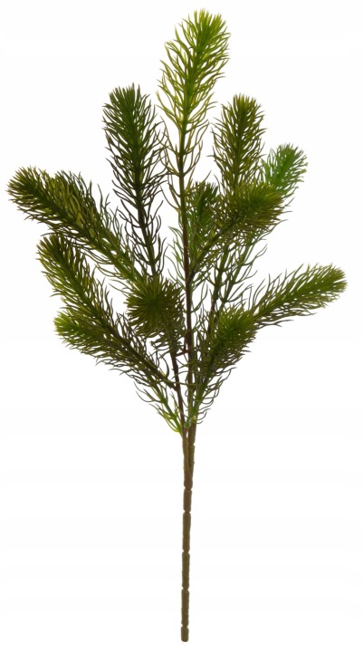 Jodła Iglak Gałązka 50 Cm Dodatek Do Kompozycji