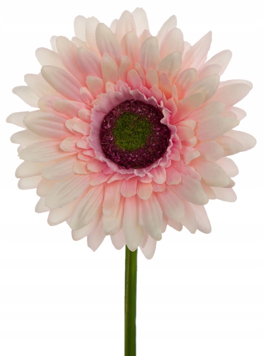 Gerbera Powder Pink Gałązka 46 Cm Łodygowa