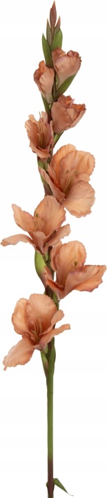 Mieczyk Gladiola Lt. Brown Jasny Brąz 85 Cm Jak Żywy
