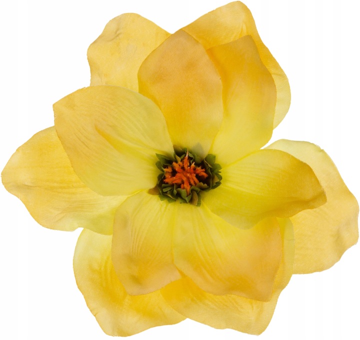 Magnolia Żółta Główka Wyrobowa