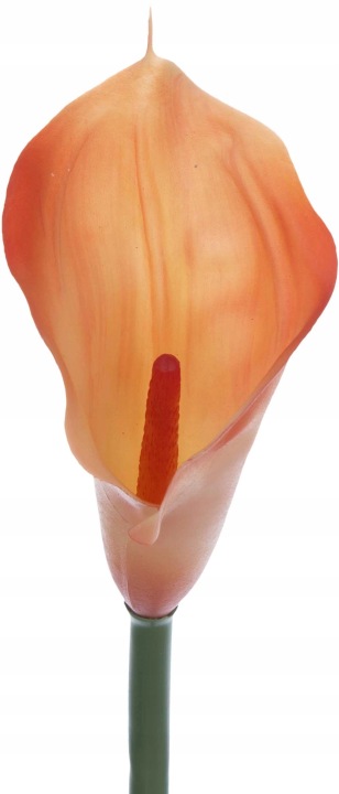 Kalia Gumowa Orange Pomarańczowa 71 Cm