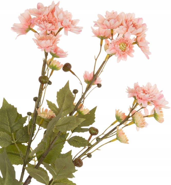 Chryzantema Margaretka Dąbek Blush Różowa Gałązka 76 Cm