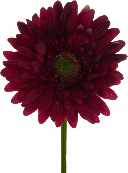 Gerbera Burgund Gałązka 46 Cm Łodygowa