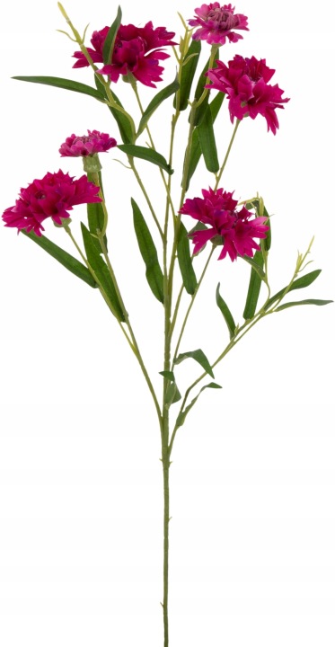 Chaber Magenta Modrak Kwiaty Polne Gałązka 72 Cm