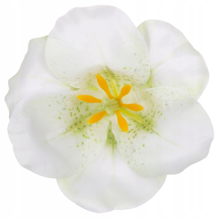 12X Magnolia Cream Główka Wyrobowa